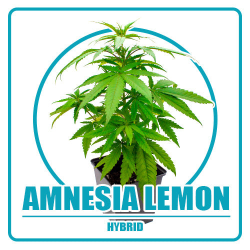 Amnesia Lemon - Vorbestellung Sämling