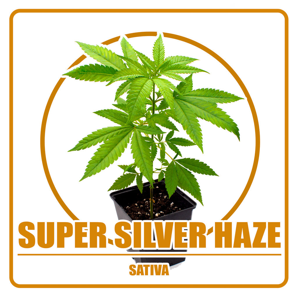 Super Silver Haze - Vorbestellung Sämling