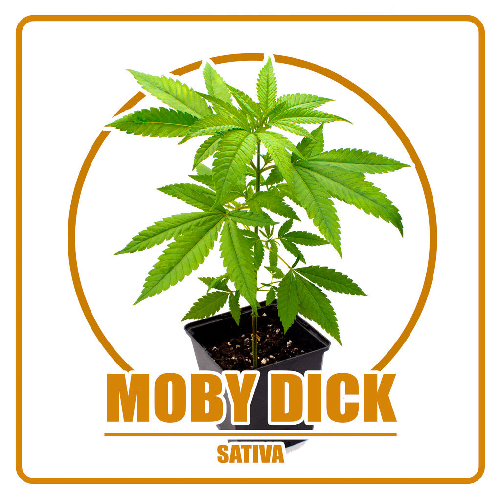 Moby Dick - Vorbestellung Sämling