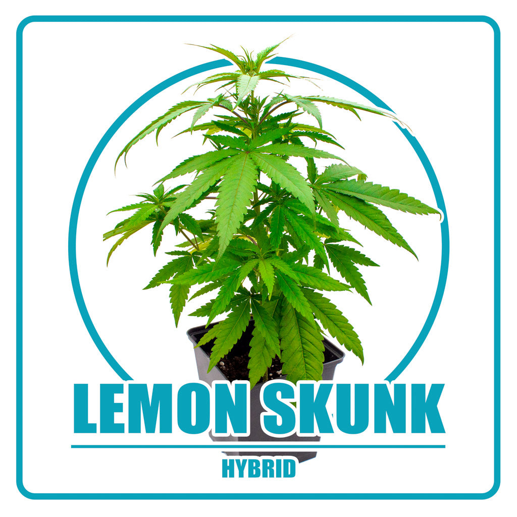 Lemon Skunk - Vorbestellung Sämling