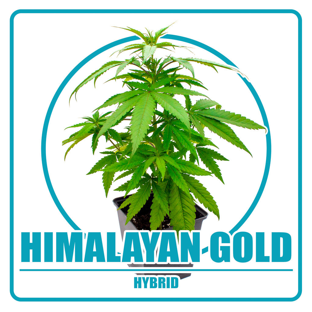 Himalaya Gold - Vorbestellung Sämling