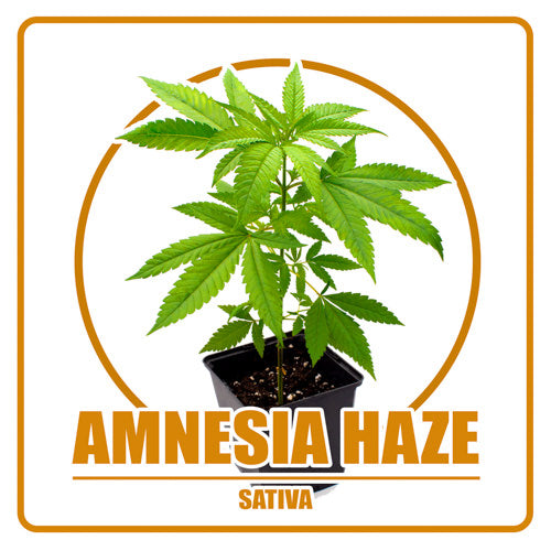 Amnesia Haze - Vorbestellung Sämling