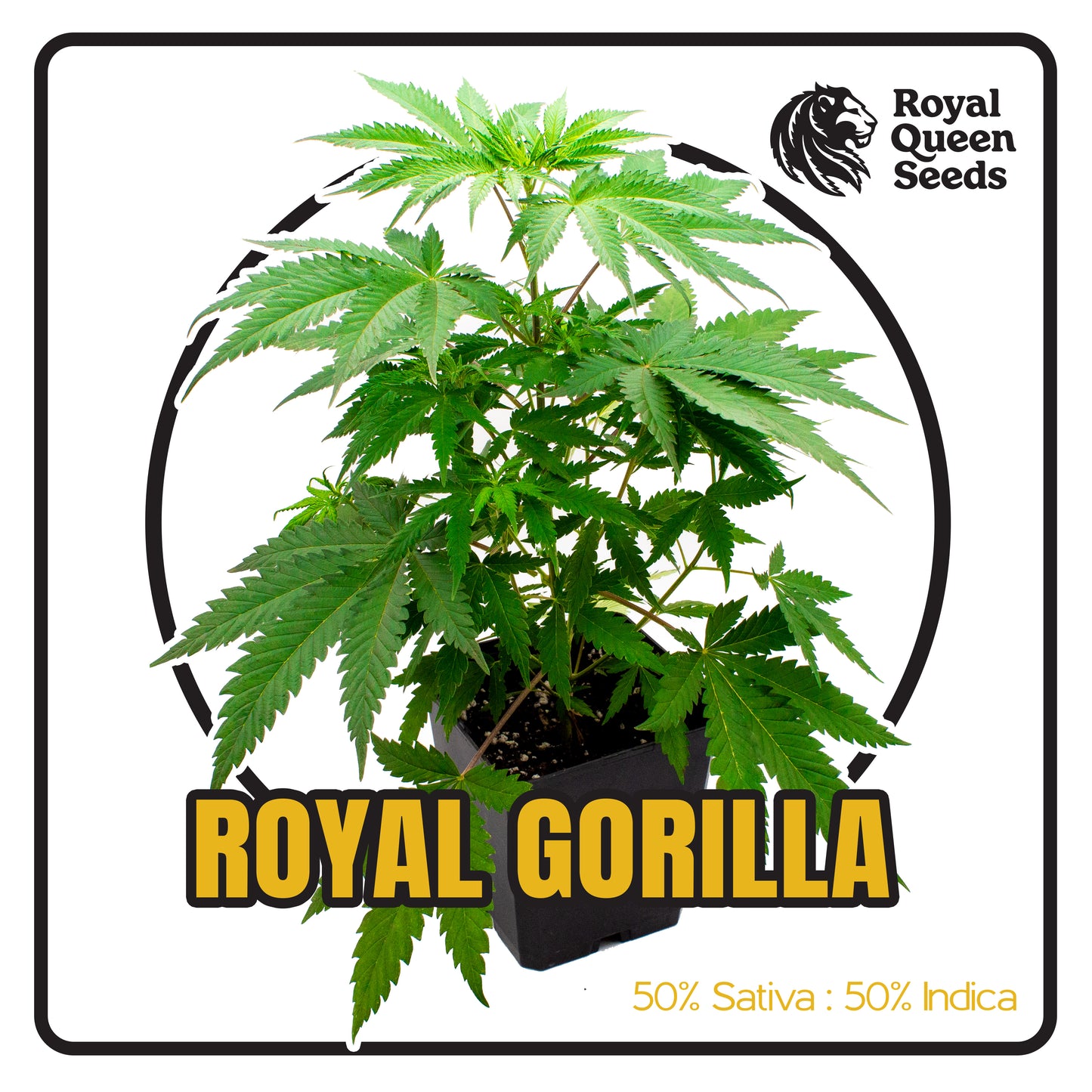 Royal Gorilla - Sämling