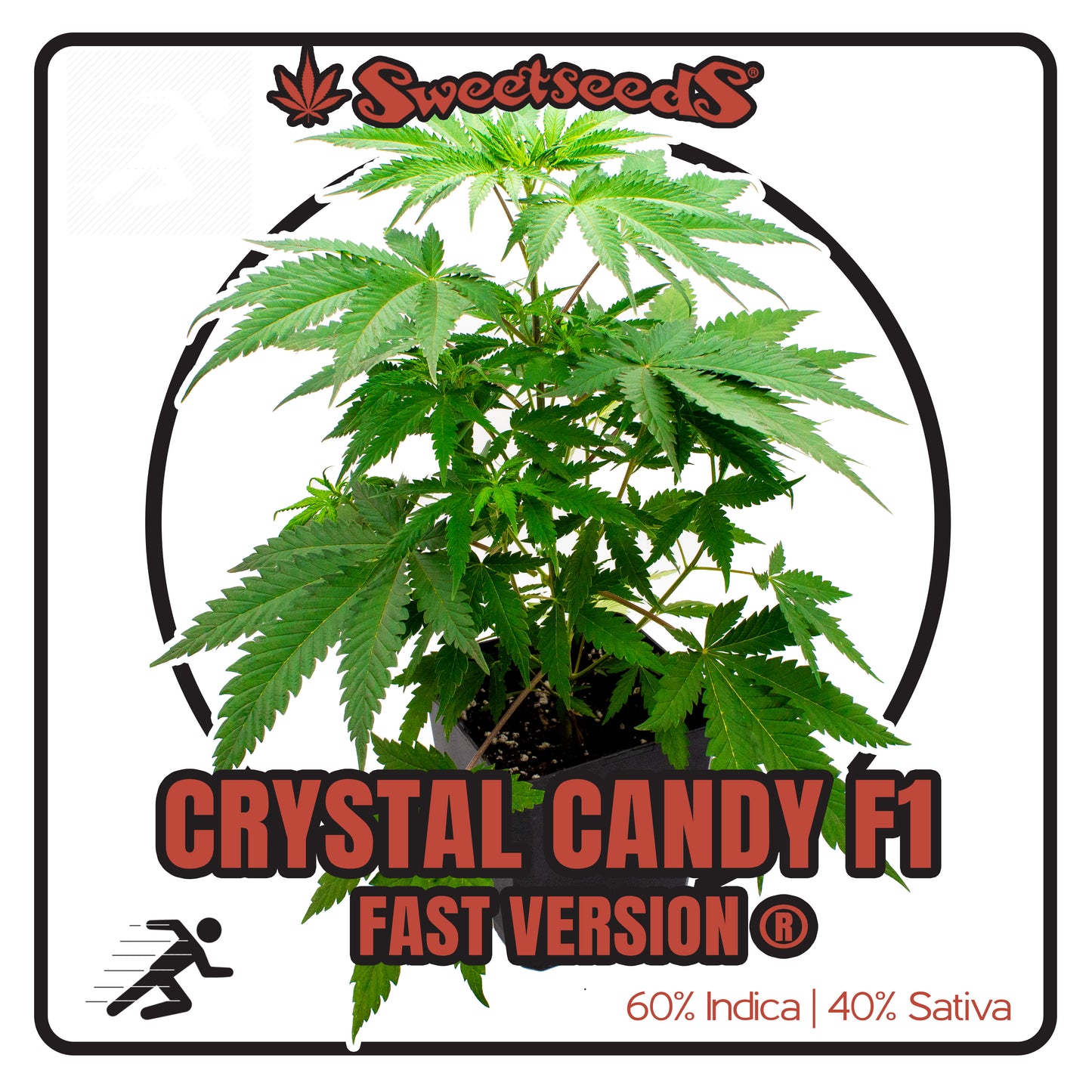 Crystal Candy F1 Fast Version ® - Sämling