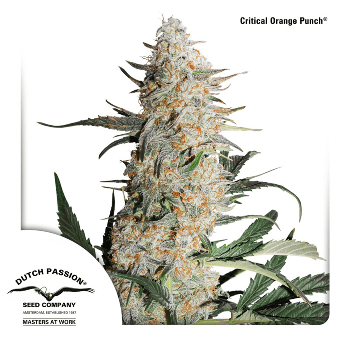 Dutch Passion Critical Orange Punch | Feminisiert | 3 Samen - Grüner Daumen