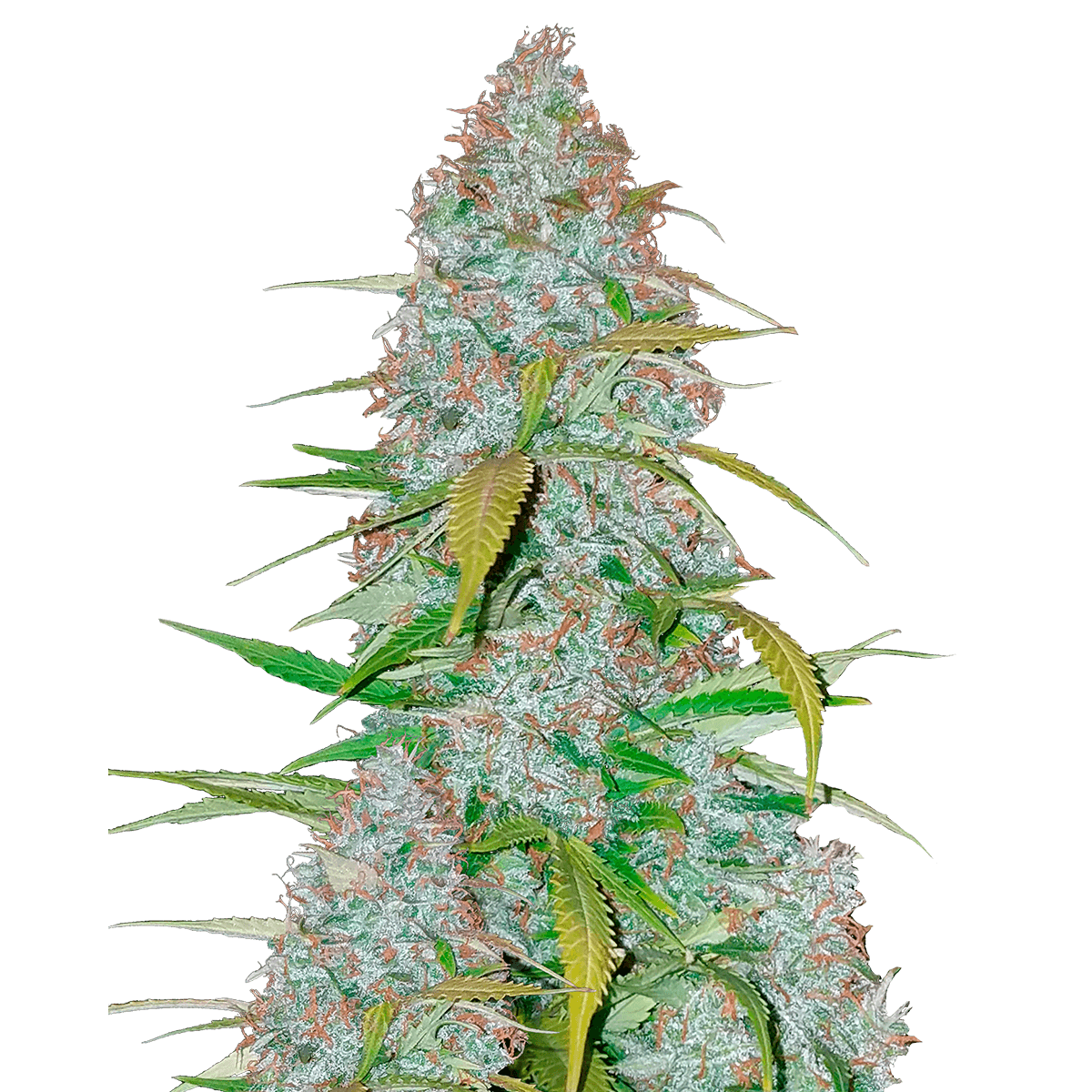 Fast Buds Californian Snow | Automatik | 3 Samen - Grüner Daumen