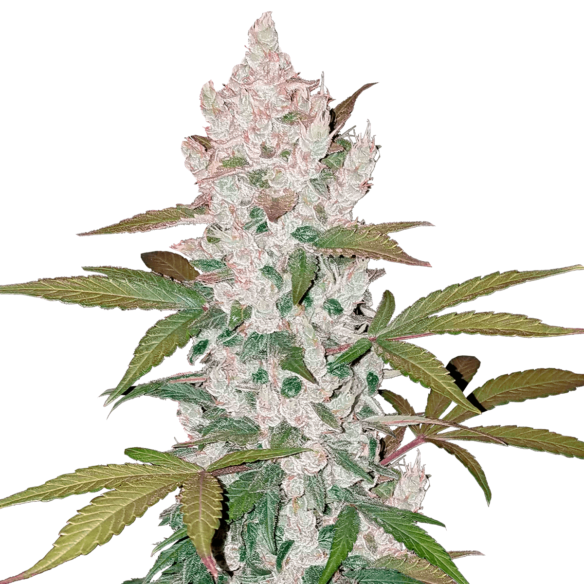 Fast Buds Girl Scout Cookies | Automatik | 3 Samen - Grüner Daumen