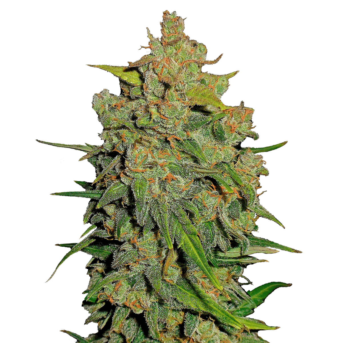 Fast Buds Lemon AK | Automatik | 3 Samen - Grüner Daumen