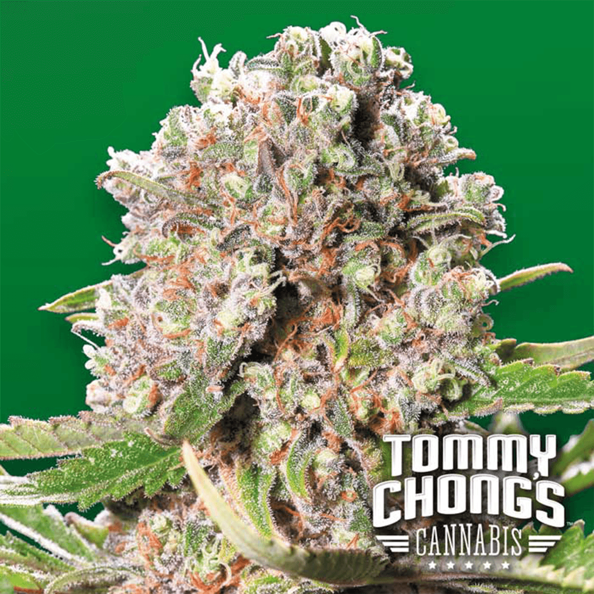 Paradise Seeds Mendocino Skunk | Tommy Chong's collection | Feminisiert | 10 Samen - Grüner Daumen