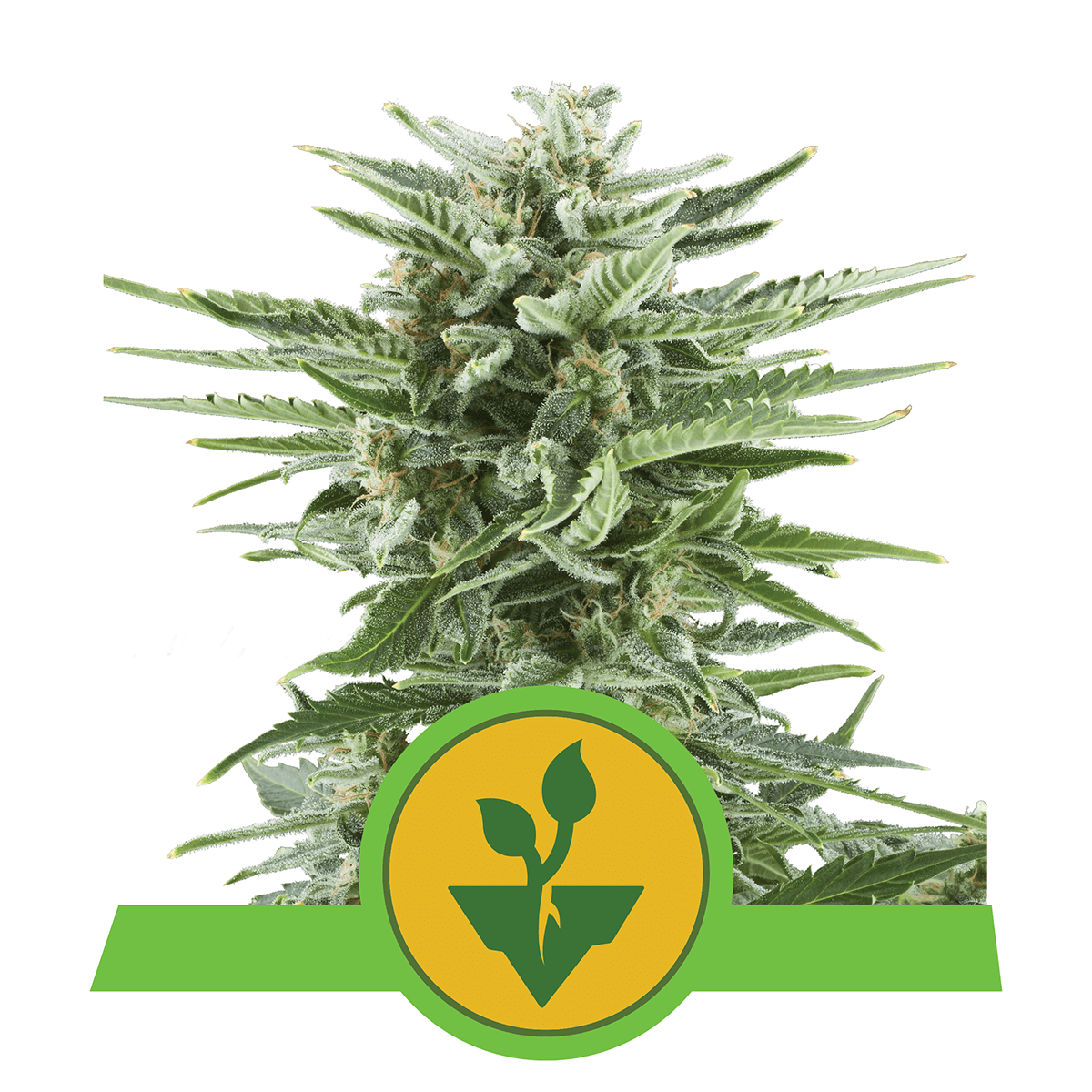 Royal Queen Easy Bud | Automatik | 5 Samen - Grüner Daumen