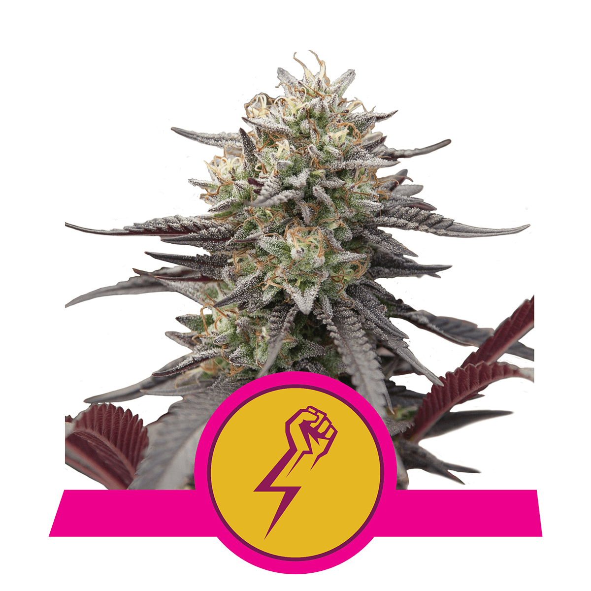 Royal Queen Green Crack Punch | Feminisiert | 3 Samen - Grüner Daumen