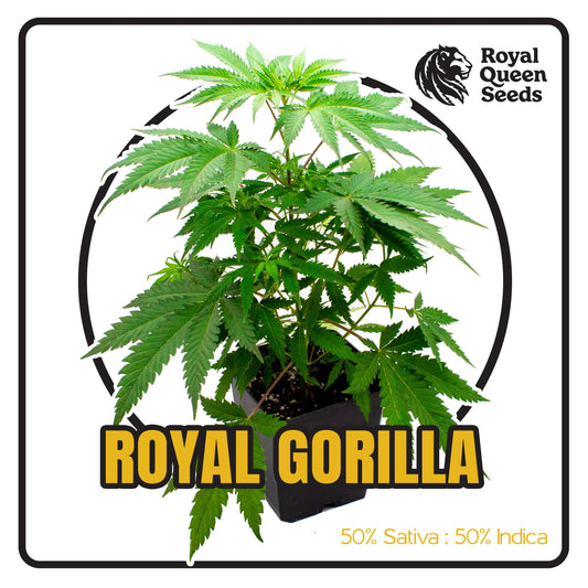 Royal Gorilla - Sämling