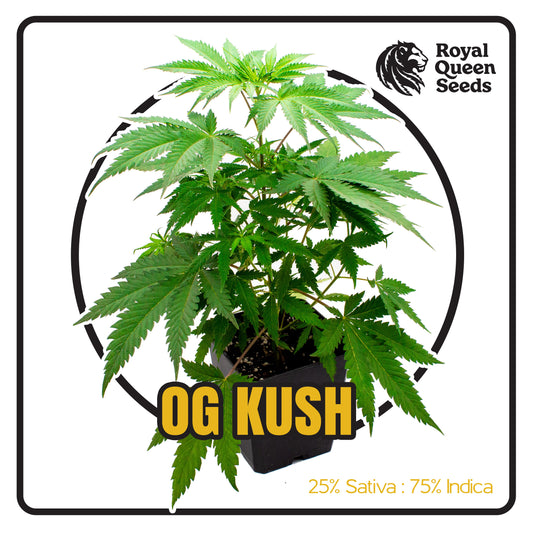 OG Kush - Sämling