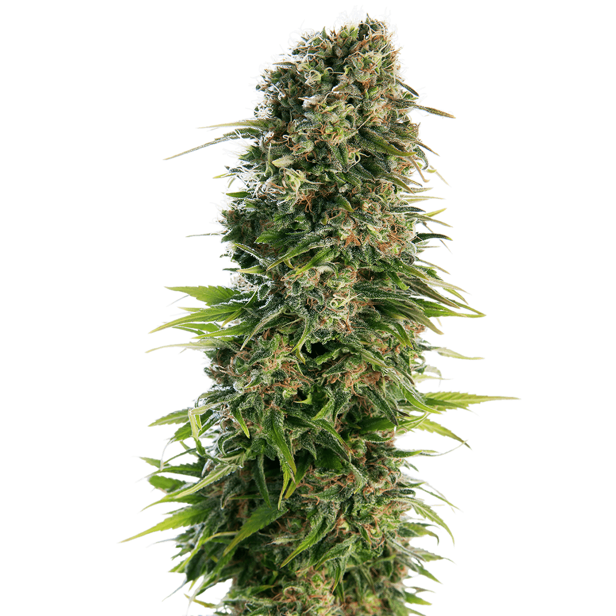 Sensi Seeds Hindu Kush | Automatik | 3 Samen - Grüner Daumen