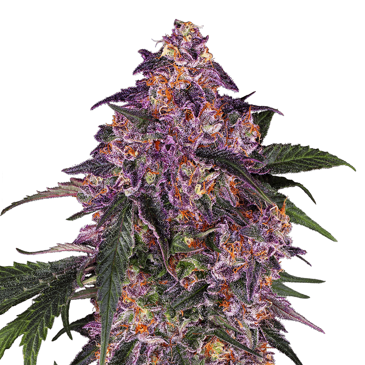 Sensi Seeds Purple Kush | Feminisiert | 3 Samen - Grüner Daumen