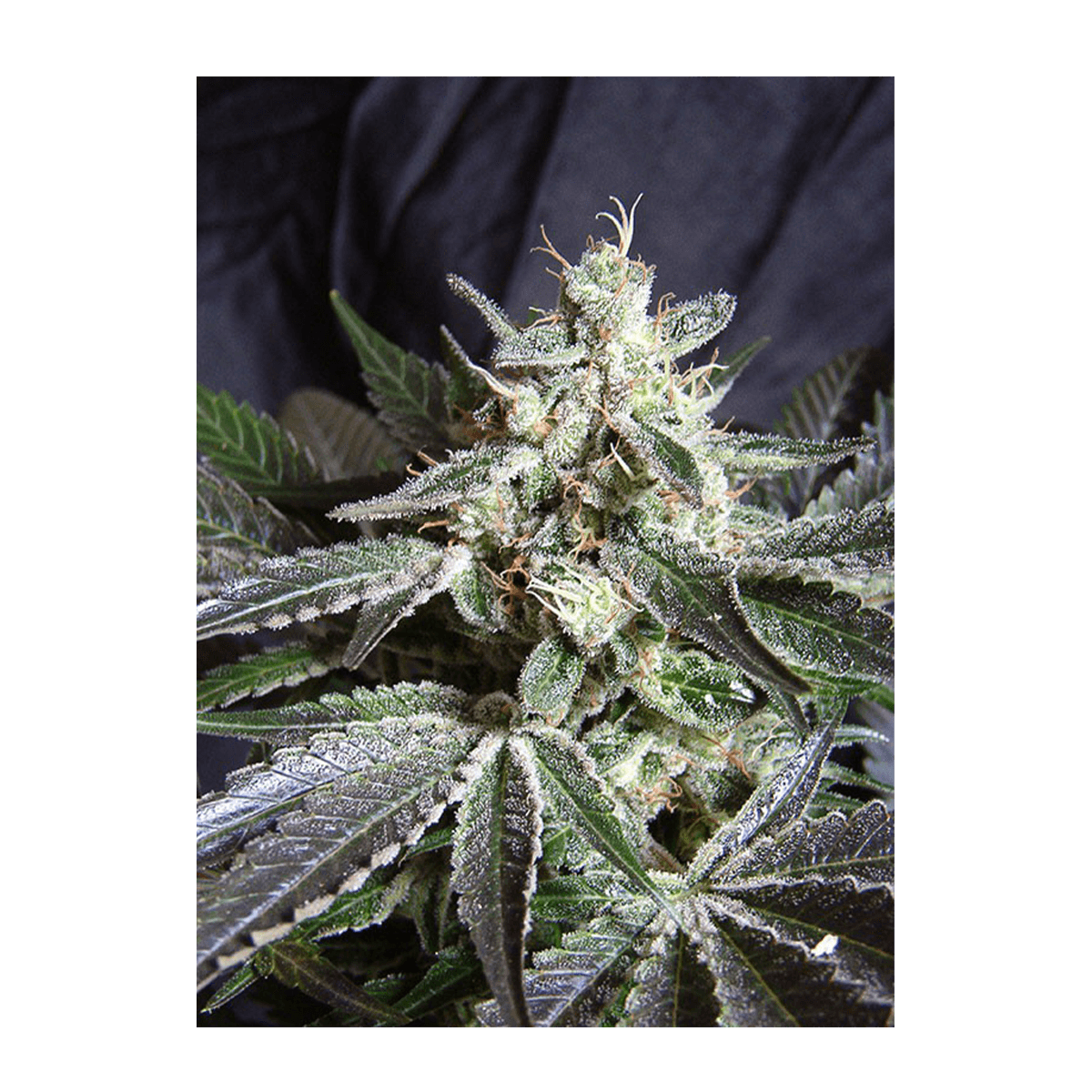 Sweet Seeds Black Jack | Feminisiert | 100 Samen - auf Bestellung - Grüner Daumen