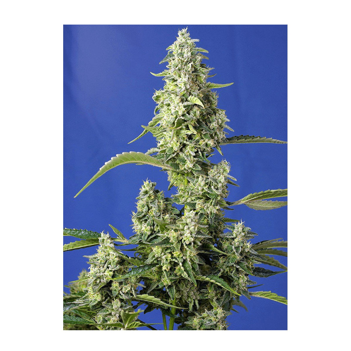 Sweet Seeds Gorilla Girl XL | Automatik | 5 Samen - Grüner Daumen