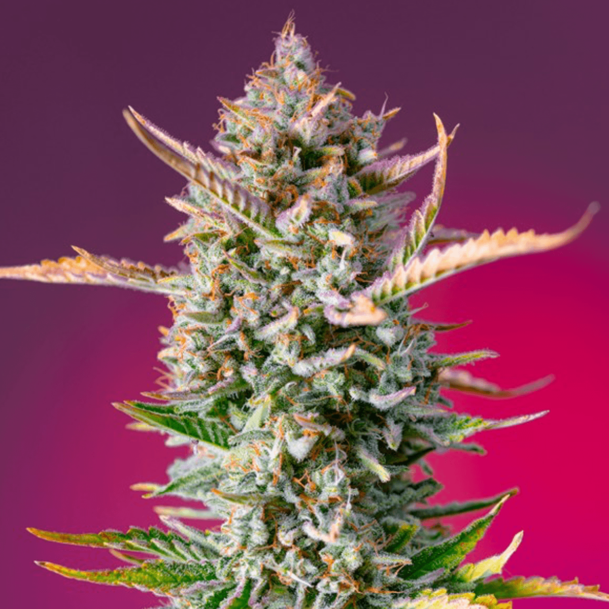 Sweet Seeds Gorilla Sherbet F1 Fast Version | Feminisiert | 100 Samen - auf Bestellung - Grüner Daumen