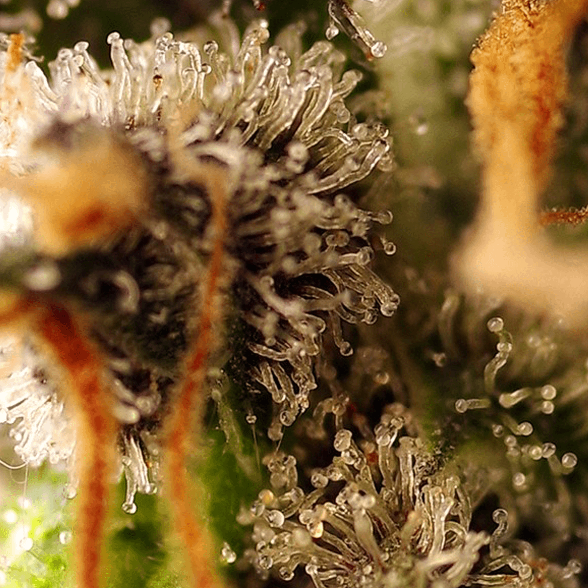 Sweet Seeds Gorilla Sherbet F1 Fast Version | Feminisiert | 100 Samen - auf Bestellung - Grüner Daumen