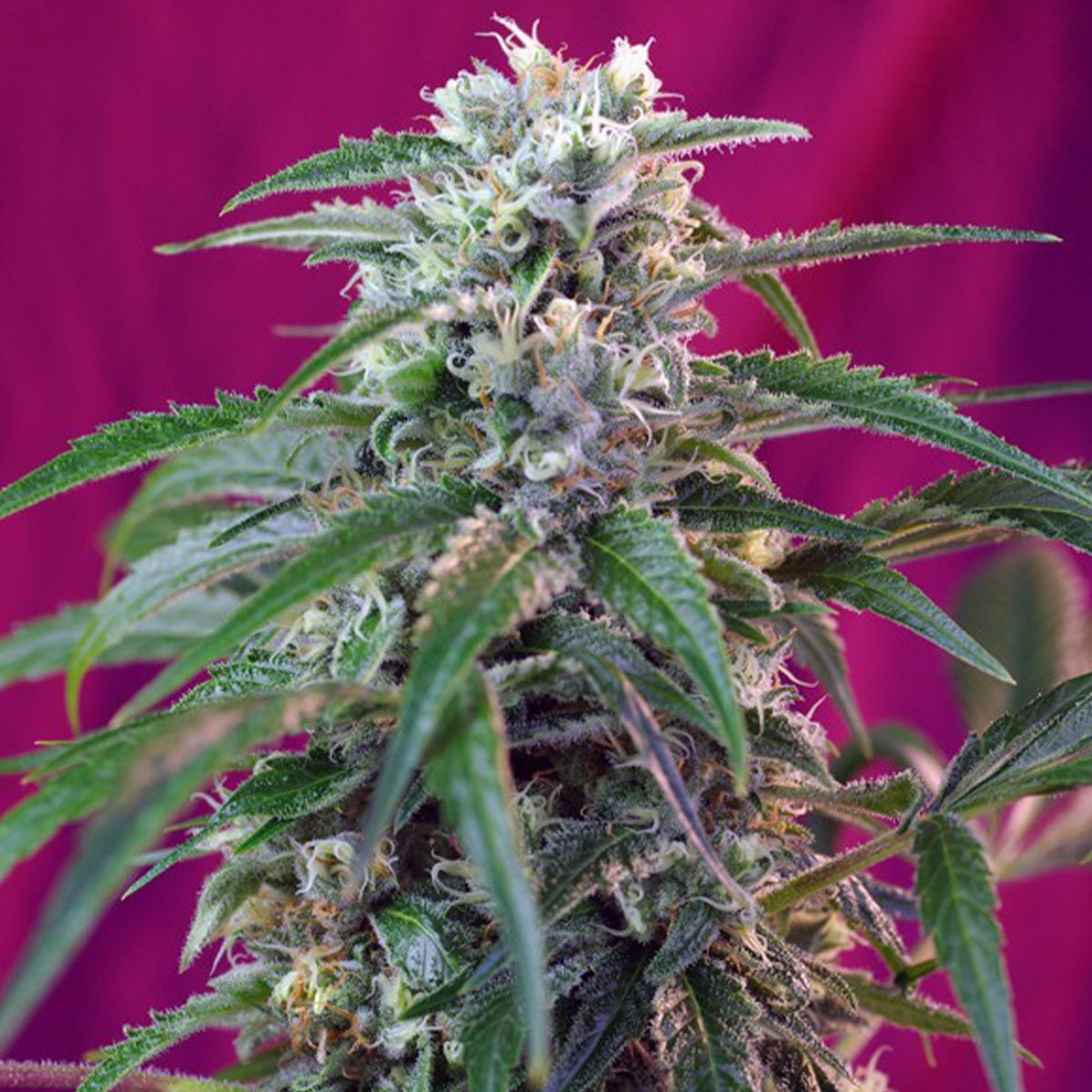 Sweet Seeds Green Poison | Automatik | 3 Samen - Grüner Daumen