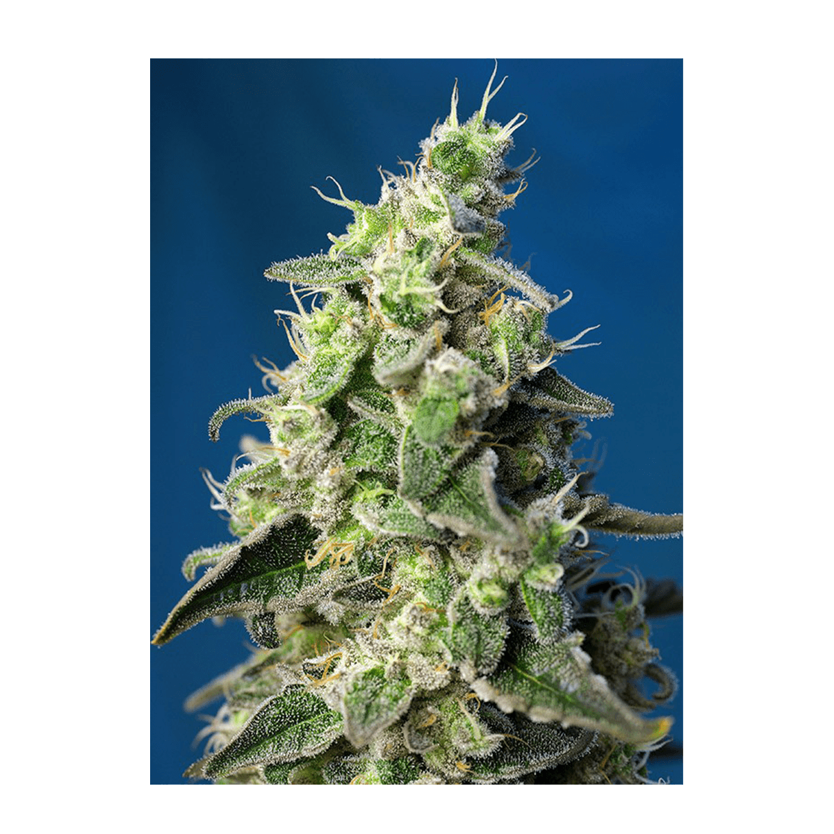 Sweet Seeds Green Poison XL | Automatik | 3 Samen - Grüner Daumen