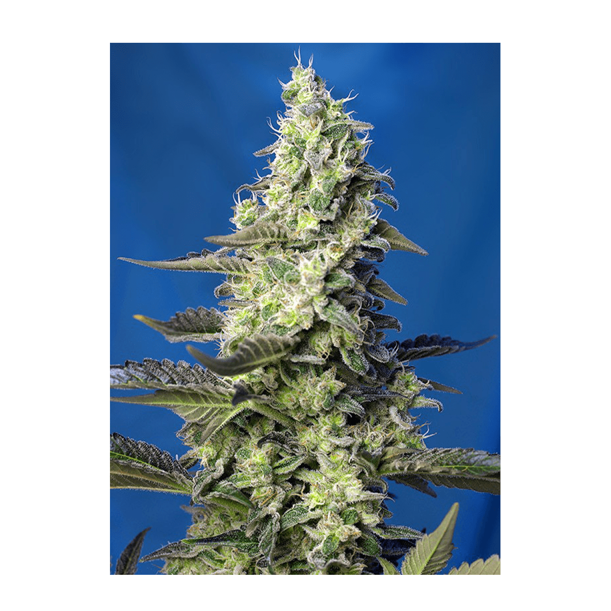 Sweet Seeds Green Poison XL | Automatik | 3 Samen - Grüner Daumen