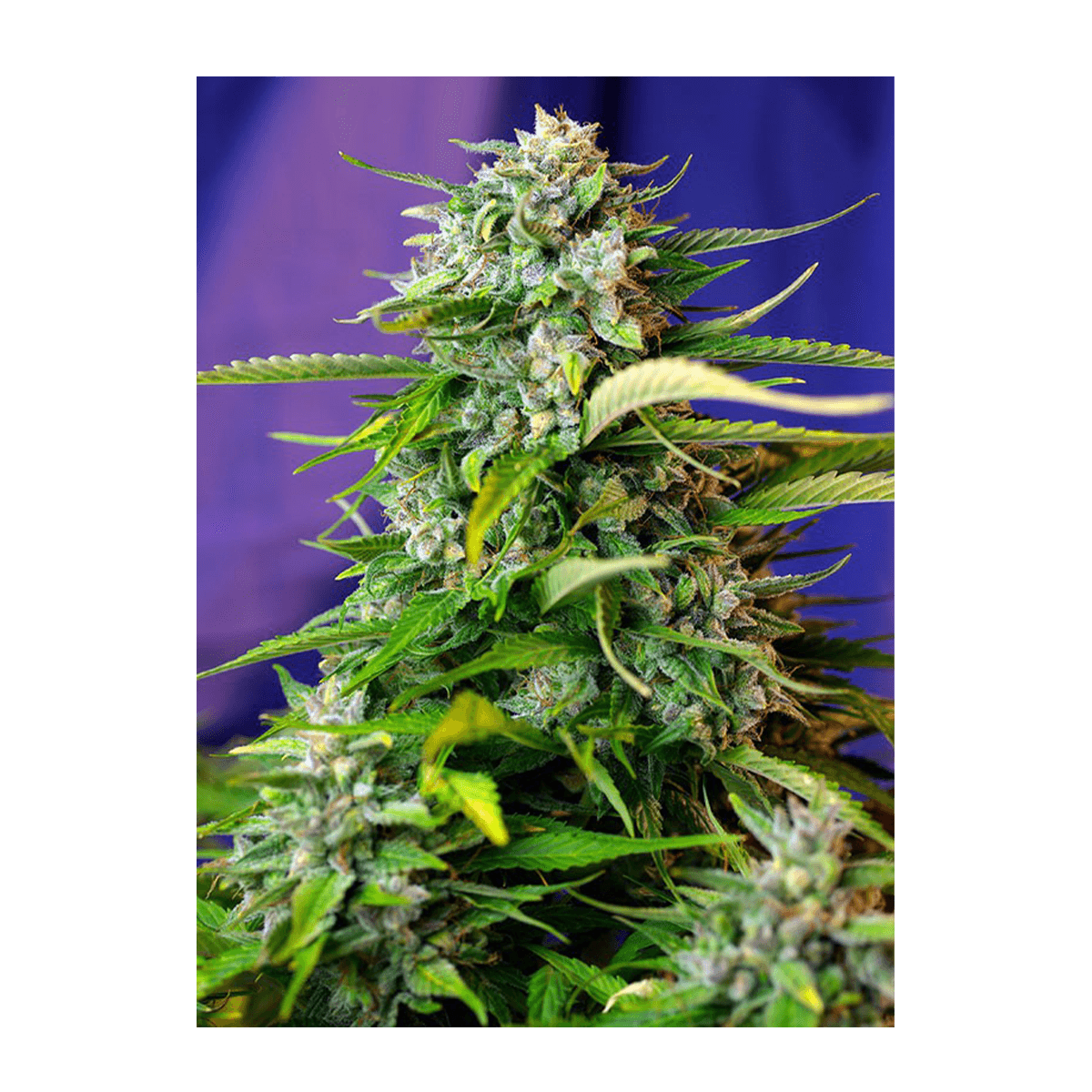 Sweet Seeds Jack 47 | Automatik | 5 Samen - Grüner Daumen