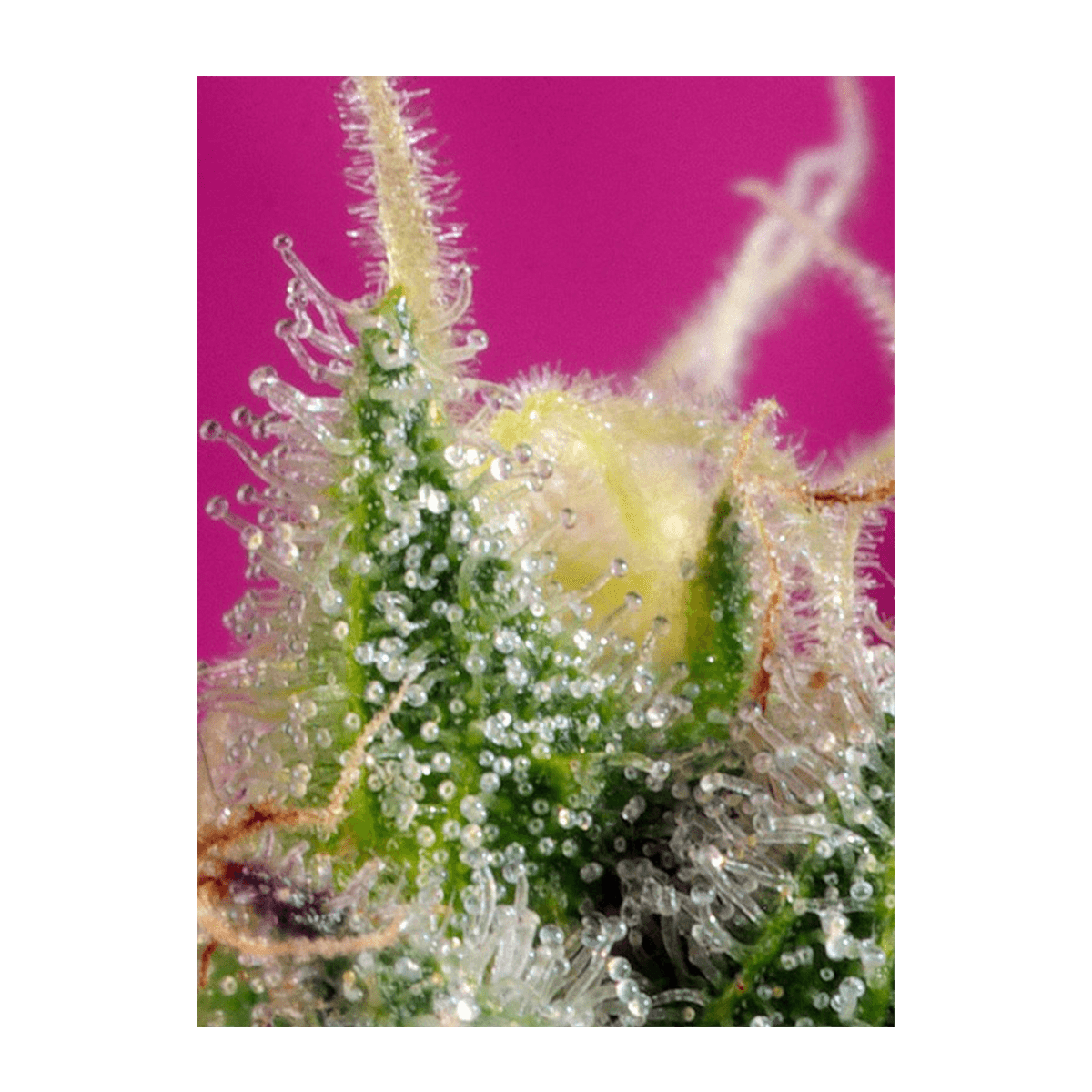 Sweet Seeds S.A.D. Sweet Afgani Delicious CBD | Feminisiert | 3 Samen - Grüner Daumen