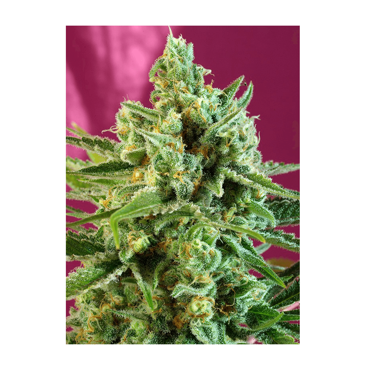 Sweet Seeds S.A.D. Sweet Afgani Delicious CBD | Feminisiert | 3 Samen - Grüner Daumen