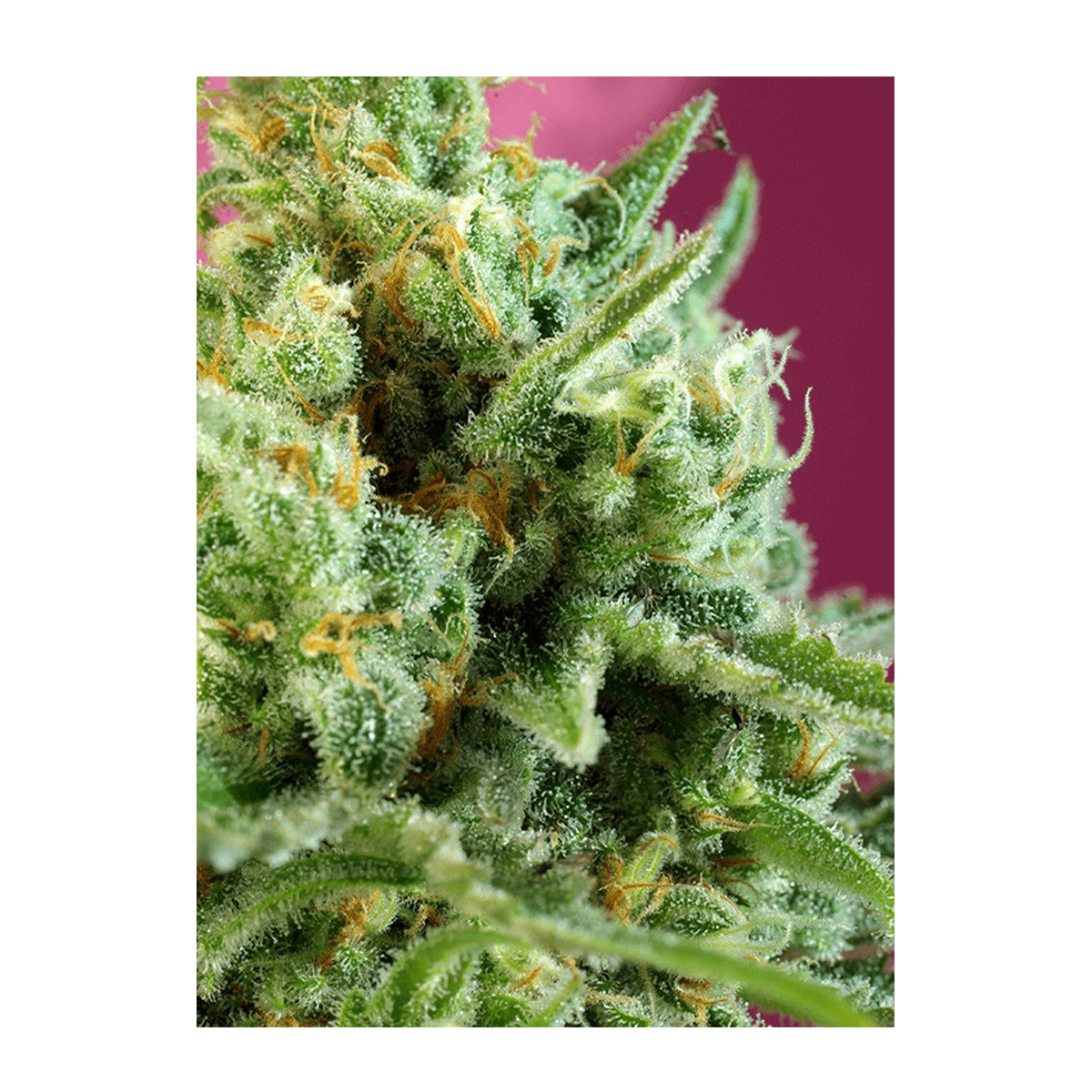 Sweet Seeds S.A.D. Sweet Afgani Delicious CBD | Feminisiert | 3 Samen - Grüner Daumen