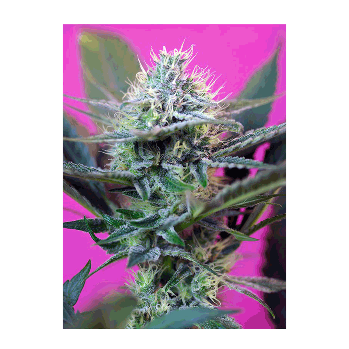 Sweet Seeds +Speed | Automatik | 5 Samen - Grüner Daumen