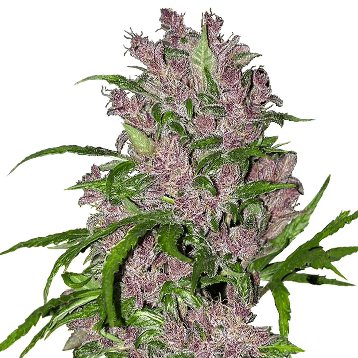 White Label Purple Bud Automatik | 5 Samen - Grüner Daumen