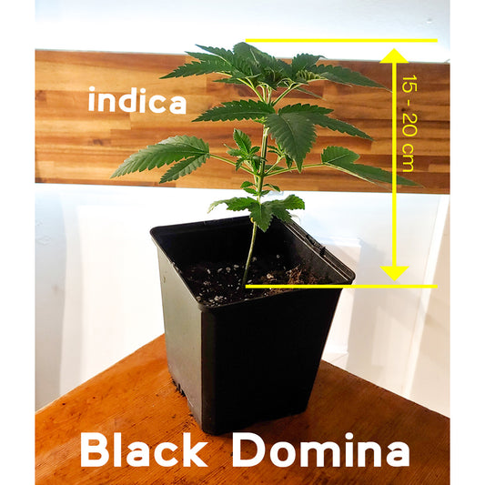 Black Domina - Vorbestellung Sämling