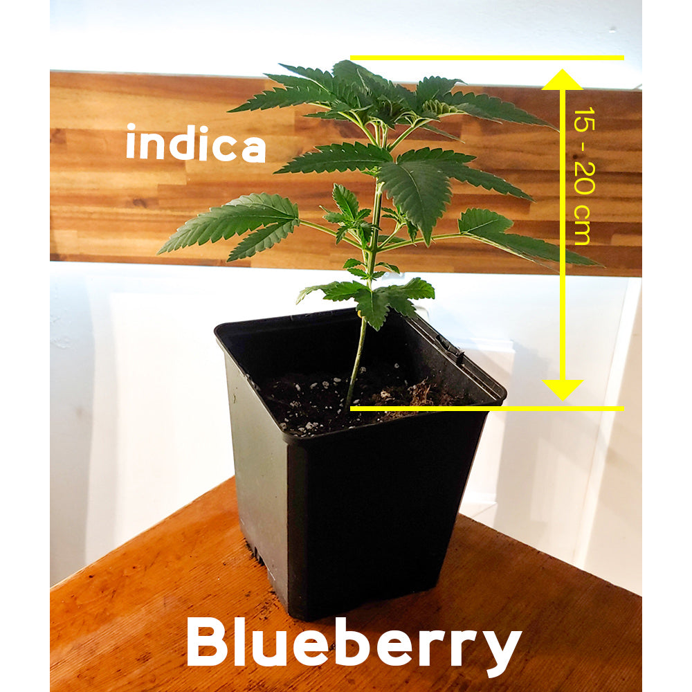 Blueberry - Vorbestellung Sämling