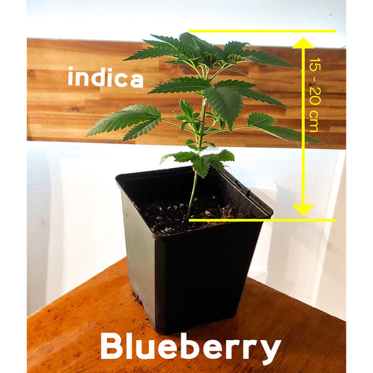 Blueberry - Vorbestellung Sämling